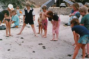 homeschooling children playing with crabs at the beach